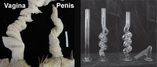 i-fcce22251227ae084857073d5b1f065b-Duck_genitals_tubes.jpg