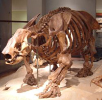 i-5674d895c18198934c6149bc2c74ffab-Texas Paramylodon.jpg