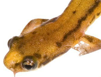 i-ef62b62e543a619c9731c45c1d19887a-Patch-nosed_salamander_T_Lamb_head-shot_July-2009.jpg